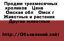 Продам трехмесячных кроликов › Цена ­ 300 - Омская обл., Омск г. Животные и растения » Другие животные   